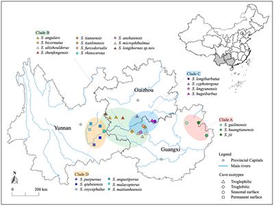 Adapting to Novel Environments Together: Evolutionary and Ecological Correlates of the Bacterial Microbiome of the World’s Largest Cavefish Diversification (Cyprinidae, Sinocyclocheilus)